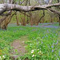 Bluebells, Oxenber Wood, 7th May 2024