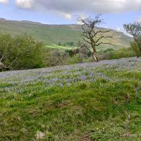 View With Bluebells, Oxenber Wood, 7th May 2024