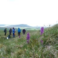 Botanising in the hills, Sulber Nick, 16 May '23