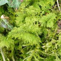 Common Tamarisk-moss, Thuidium tamariscinum, Giggleswick 19.3.24