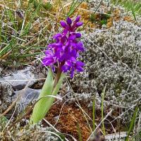 Early Purple Orchid, Sulber Mick, 16th May 2023