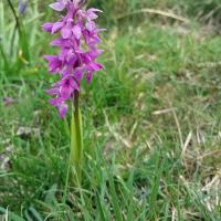 Early Purple Orchid, Oxenber Wood, 7th May 2024