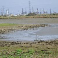Dunlin and Lapwing Feeding n Front of the Saltholme Hide