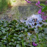 White Water Lilies And Purple Loosestrife