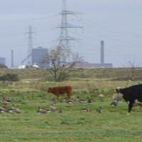 Pink Footed Geese Among the Cattle