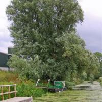 Willow On The Canalside