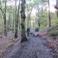 Friday 25th October 2013 Norcliffe Woods