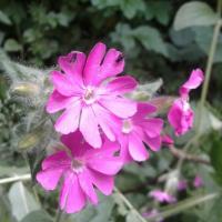 Red Campion 