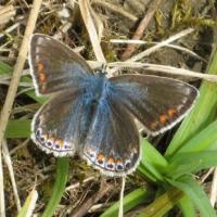 Moses Gate, common blue