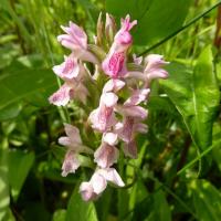 Early Marsh Orchid incarnata