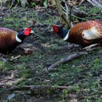 Pheasant Stand Off