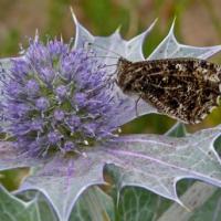 Grayling on Sea Holly