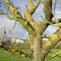 Lichen on apple trees