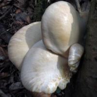 Summer Oyster Fungus
