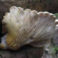 Summer Oyster Fungus Underside