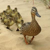 Leading The Ducklings