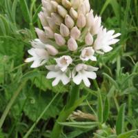 White Pyramidal Orchid