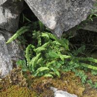 Green Spleenwort