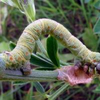 Peppered Moth Caterpillar