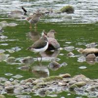 Lapwing and Redshank