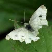 Moth Eaten Small White Butterfly