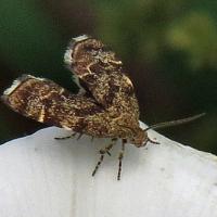 Nettle Tap Moth