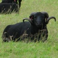 Black Welsh Mountain Ram