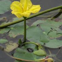 Fringed Water Lily