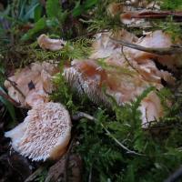 Wood Hedgehog Fungus