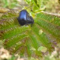 Alder Leaf Beetles