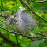 Bird Cherry Ermine Moth Webs