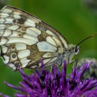Marbled White Underwing