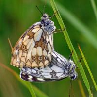 Mating Marbled Whites