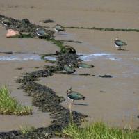 A Group Of  Lapwing