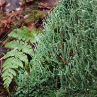 Moss and Fern