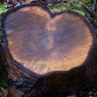 Heart Shaped Tree Stump