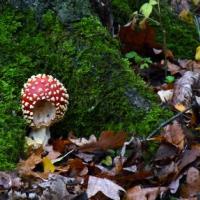 Nibbled Fly Agaric