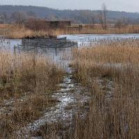 Reedbeds and Hide