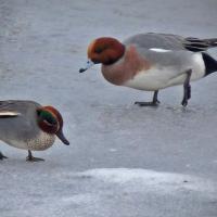 Teal and Wigeon