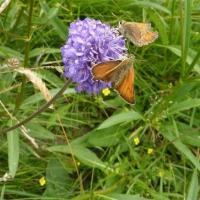 Pair Of Small Skippers On Scabious