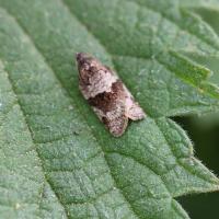 Syndemis Musculana On Nettle Leaf