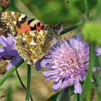 Painted Lady Underwing