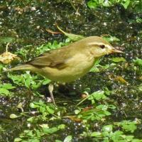 Willow Warbler Or Chiff Chaff?