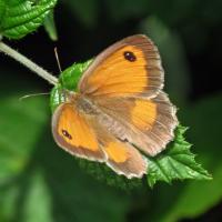 Gatekeeper ( at " caring for life" nature reserve)