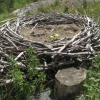 Replica Osprey Nest