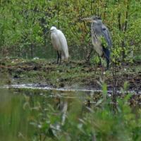 Egret And Heron