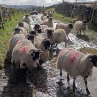 Rounding Up The Sheep