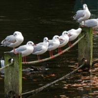 Gulls On A Rope