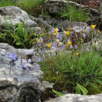 Harebells and Other Flowers On The LImestone Pavement