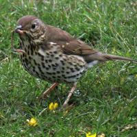Song Thrush With Worm
